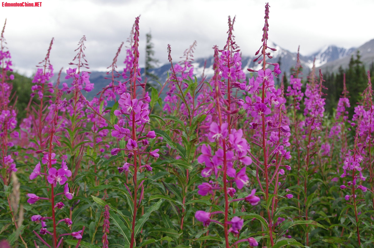 fireweed_Yukon Fireweed_.jpg