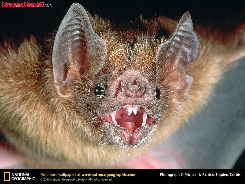 bat.jpg
