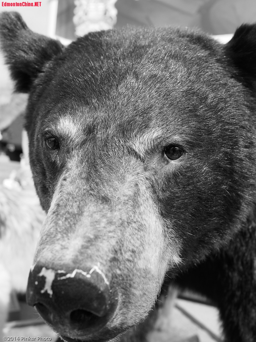 Bear!Bear!Bear!