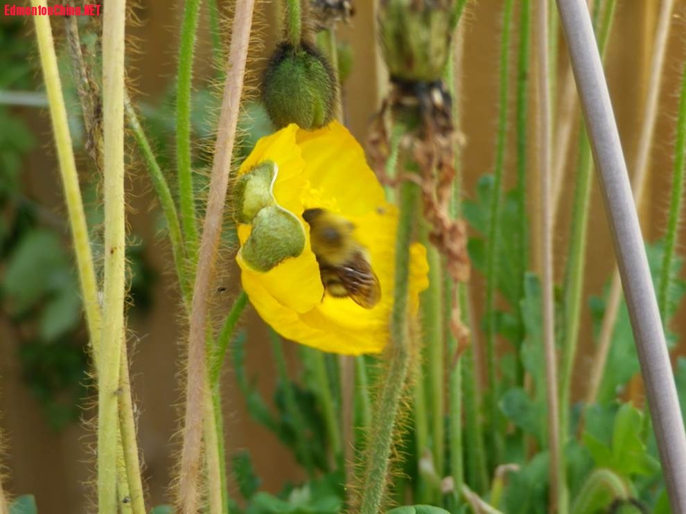 bee and hero flower.jpg