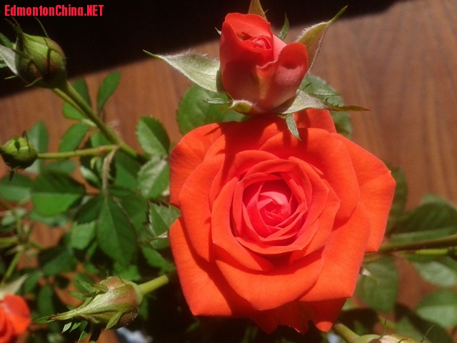 IMG_20140801_103019.jpg