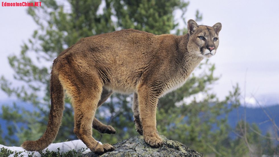 CP-Cougar-A11.jpg